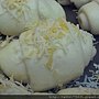 DSC01517.JPG
