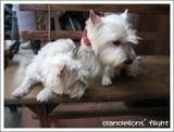 051126-beipu(dog)02.jpg