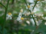 花色圖鑑-白花朵(白色系列)