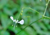 花色圖鑑-白花朵(白色系列)