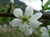 花色圖鑑-白花朵(白色系列)