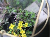 IMG_5468.jpg