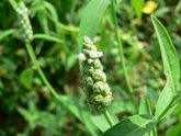 花色圖鑑-白花朵(白色系列)