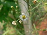 花色圖鑑-白花朵(白色系列)