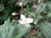 花色圖鑑-白花朵(白色系列)