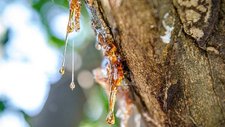 pine tree sap.jpg