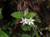 清境農場秋天的植物花草:DSC03183.JPG