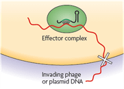 CRISPR serve as the adaptive immunity in prokaryotes