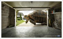 48.Expedition_Tortoise.png