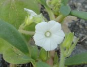 嘉義的植物花草103.10.15~16:DSC03577小白花朵.JPG