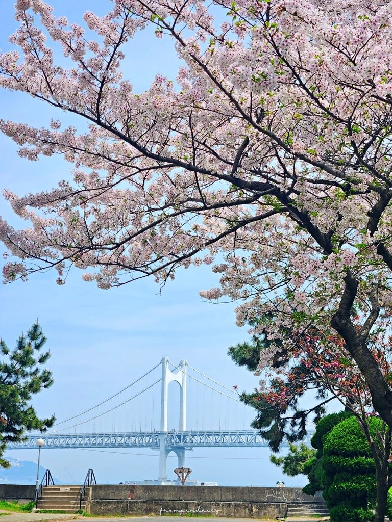 240329 南川洞-3_busan blossom.jpg