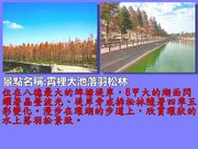 桃園55-霄裡大池落羽松林.jpg