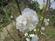 杏花林134IMG_2841.JPG
