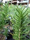 Rosmarinus_officinalis-02