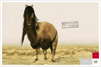 1.Explore, Horse.png