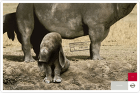 2.Explore, Elephant.png