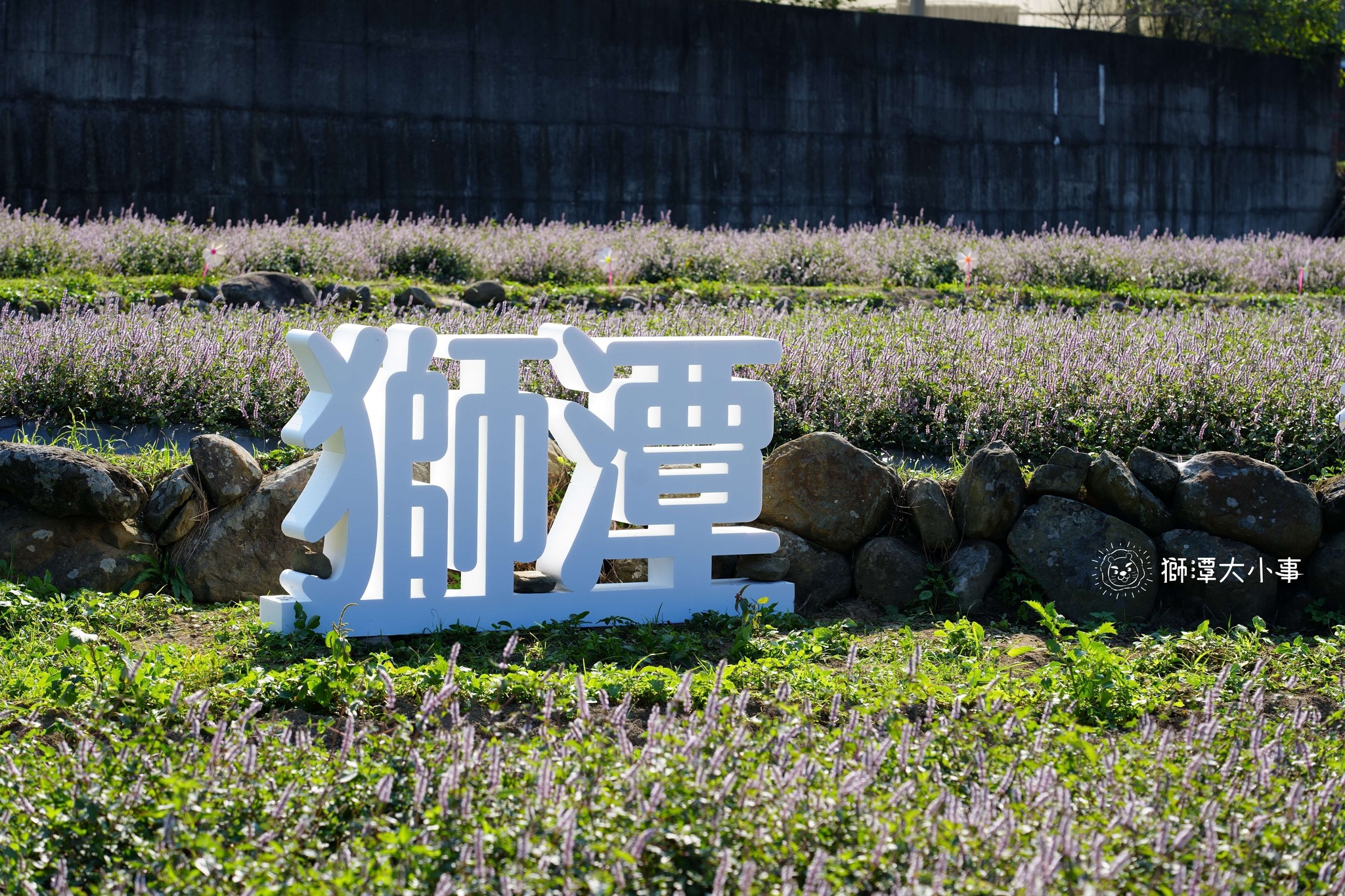 2023獅潭仙草花節最終場！滿額抽獅先生玩偶，後角市集美食D