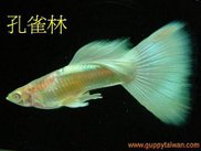 粉紅白黃尾禮服白子---公.JPG