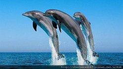 瓶鼻海豚