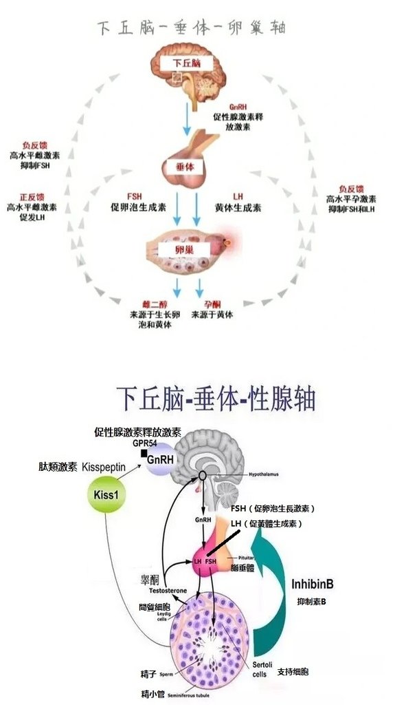 下丘腦 垂體 反饋機制圖