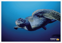 20.Waterproof 790SW_Sea turtle.png