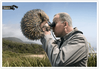 13.Binoculars_Echidna.png