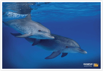 22.Waterproof 790SW_Dolphins.png