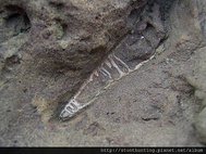 新北三峽_厚盾海膽化石G28360.jpg