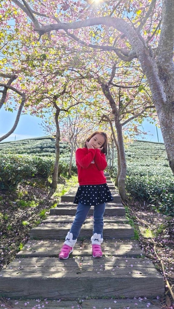 中部最美櫻花隧道【八卦茶園】青山藍天、茶園粉櫻一次盡收，迴音