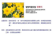 迎春花成份