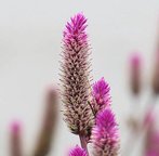 IMG_7193.JPG