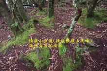 B27-IMGP2224-橫嶺山步道(往橫嶺山主峰).jpg