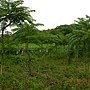 20130524開勤有機農場 (59).JPG