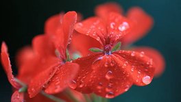 geranium_red_drops-Plants_HD_Wallpapers_1366x768