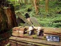 2024 阿里山林鐵 ~ 眠月線