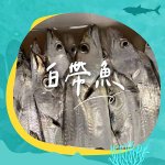 20230726-出海夜釣白帶魚！-V02-01.jpg