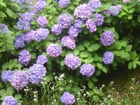 繡球花