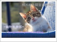 01.吸引貓咪注意免得他跳開(網誌用).jpg