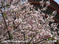 點選縮圖顯示完整照片