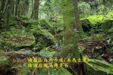 B09-IMGP2168-橫嶺山自然步道(木馬古道).jpg