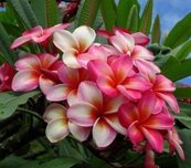 雞蛋花.jpg