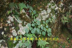 B08-IMGP2166-橫嶺山自然步道(木馬古道).jpg