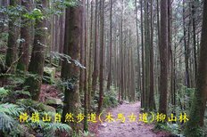 B06-IMGP2171-橫嶺山自然步道(木馬古道).jpg