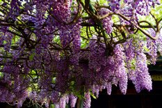 60-建水-朱家花園- 2-_.JPG