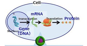 mRNA