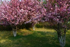 856-昆明市-洛龍公園--_.JPG