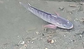 鯽魚1.jpg