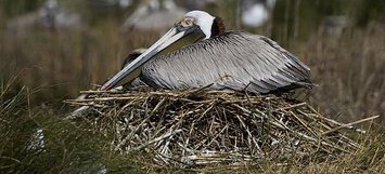 brown_pelican_nesting_lower_cape_fear_lindsay_addison_hero.jpg