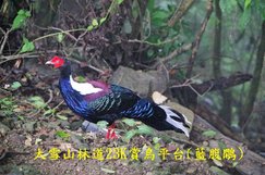 B02-IMGP2138-大雪山林道23K賞鳥平台(藍腹鷴).jpg