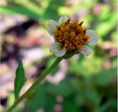 小白花鬼針.咸豐草.jpg